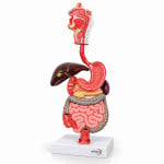 Digestive System